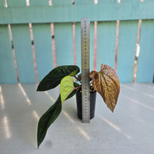 Load image into Gallery viewer, #59 Anthurium Luxurians x Radicans
