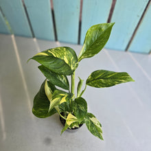 Load image into Gallery viewer, #22 Variegated Monstera Lechleriana