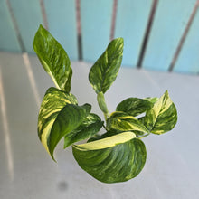 Load image into Gallery viewer, #22 Variegated Monstera Lechleriana