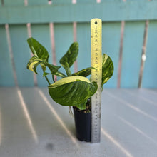 Load image into Gallery viewer, #22 Variegated Monstera Lechleriana