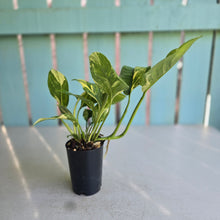Load image into Gallery viewer, #22 Variegated Monstera Lechleriana