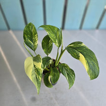 Load image into Gallery viewer, #605 Variegated Monstera Lechleriana