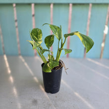 Load image into Gallery viewer, #605 Variegated Monstera Lechleriana