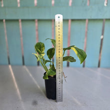 Load image into Gallery viewer, #605 Variegated Monstera Lechleriana