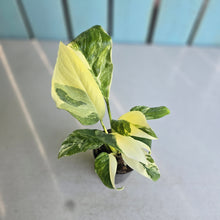 Load image into Gallery viewer, #G33 Variegated Monstera Lechleriana