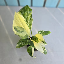 Load image into Gallery viewer, #G33 Variegated Monstera Lechleriana