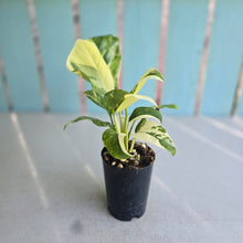 Load image into Gallery viewer, #G33 Variegated Monstera Lechleriana