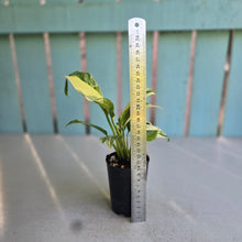 Load image into Gallery viewer, #G33 Variegated Monstera Lechleriana