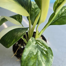 Load image into Gallery viewer, #G33 Variegated Monstera Lechleriana