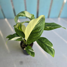 Load image into Gallery viewer, #B43 Variegated Monstera Lechleriana