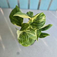 Load image into Gallery viewer, #B43 Variegated Monstera Lechleriana
