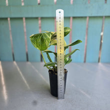 Load image into Gallery viewer, #B43 Variegated Monstera Lechleriana