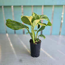 Load image into Gallery viewer, #B43 Variegated Monstera Lechleriana