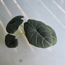 Load image into Gallery viewer, #71 Alocasia Maharani