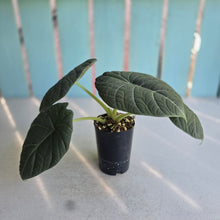 Load image into Gallery viewer, #71 Alocasia Maharani