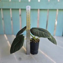 Load image into Gallery viewer, #71 Alocasia Maharani
