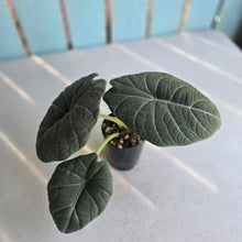 Load image into Gallery viewer, #71 Alocasia Maharani