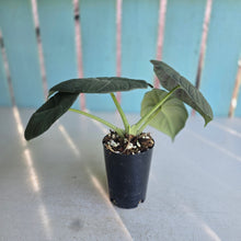 Load image into Gallery viewer, #71 Alocasia Maharani