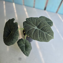 Load image into Gallery viewer, #P4 Alocasia Maharani