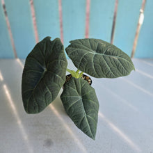 Load image into Gallery viewer, #P4 Alocasia Maharani