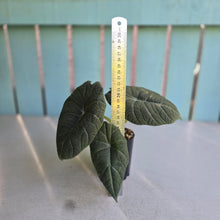 Load image into Gallery viewer, #P4 Alocasia Maharani