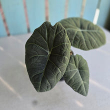 Load image into Gallery viewer, #P4 Alocasia Maharani