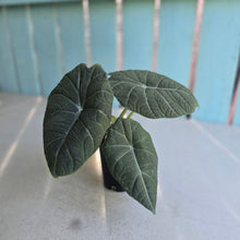 Load image into Gallery viewer, #P4 Alocasia Maharani
