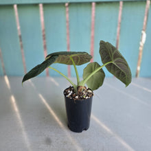 Load image into Gallery viewer, #P4 Alocasia Maharani