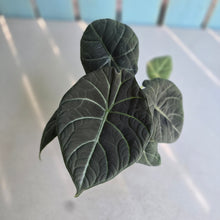 Load image into Gallery viewer, #B72 Alocasia Maharani
