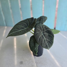 Load image into Gallery viewer, #B72 Alocasia Maharani