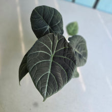 Load image into Gallery viewer, #B72 Alocasia Maharani