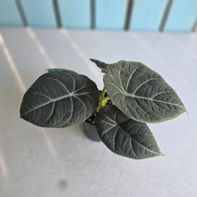 Load image into Gallery viewer, #B72 Alocasia Maharani