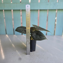 Load image into Gallery viewer, #B72 Alocasia Maharani
