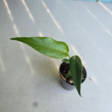 Load image into Gallery viewer, #B60 Philodendron Burle Marx Flame
