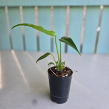 Load image into Gallery viewer, #B60 Philodendron Burle Marx Flame