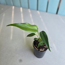 Load image into Gallery viewer, #B60 Philodendron Burle Marx Flame