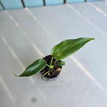Load image into Gallery viewer, #H10 Philodendron Burle Marx Flame