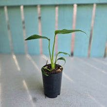 Load image into Gallery viewer, #H10 Philodendron Burle Marx Flame