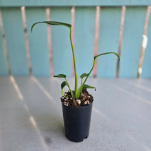 Load image into Gallery viewer, #B3 Philodendron Burle Marx Flame