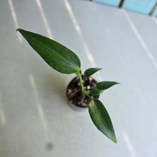 Load image into Gallery viewer, #H14 Philodendron Burle Marx Flame