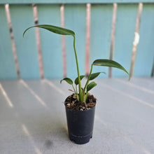 Load image into Gallery viewer, #H14 Philodendron Burle Marx Flame