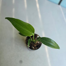 Load image into Gallery viewer, #G23 Philodendron Burle Marx Flame