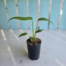 Load image into Gallery viewer, #G23 Philodendron Burle Marx Flame
