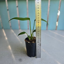 Load image into Gallery viewer, #G23 Philodendron Burle Marx Flame