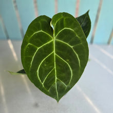 Load image into Gallery viewer, #H57 Anthurium Forgetii x Crystallinum Silver Blush