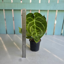 Load image into Gallery viewer, #H57 Anthurium Forgetii x Crystallinum Silver Blush