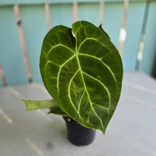 Load image into Gallery viewer, #H57 Anthurium Forgetii x Crystallinum Silver Blush