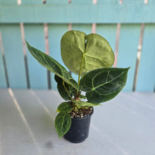 Load image into Gallery viewer, #H57 Anthurium Forgetii x Crystallinum Silver Blush