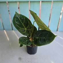 Load image into Gallery viewer, #H57 Anthurium Forgetii x Crystallinum Silver Blush