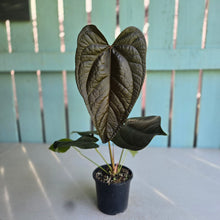 Load image into Gallery viewer, #B87 Anthurium Queen of Hearts